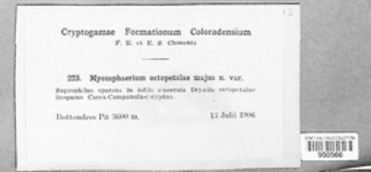 Mycosphaerella octopetalae image